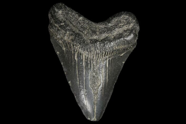 Juvenile Megalodon Tooth - Georgia #99108